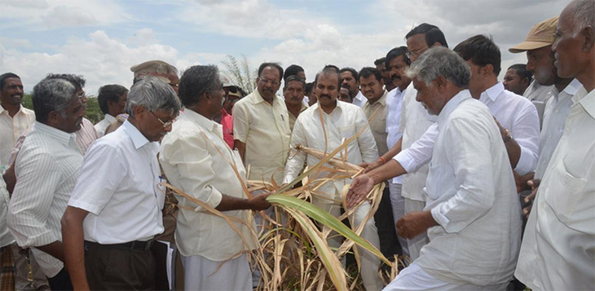 Minister for Agriculture Prathipati Pulla Rao inspecting a dried up plant in Garnimitta village in Kalikiri mandal in Chittoor district on Thursday